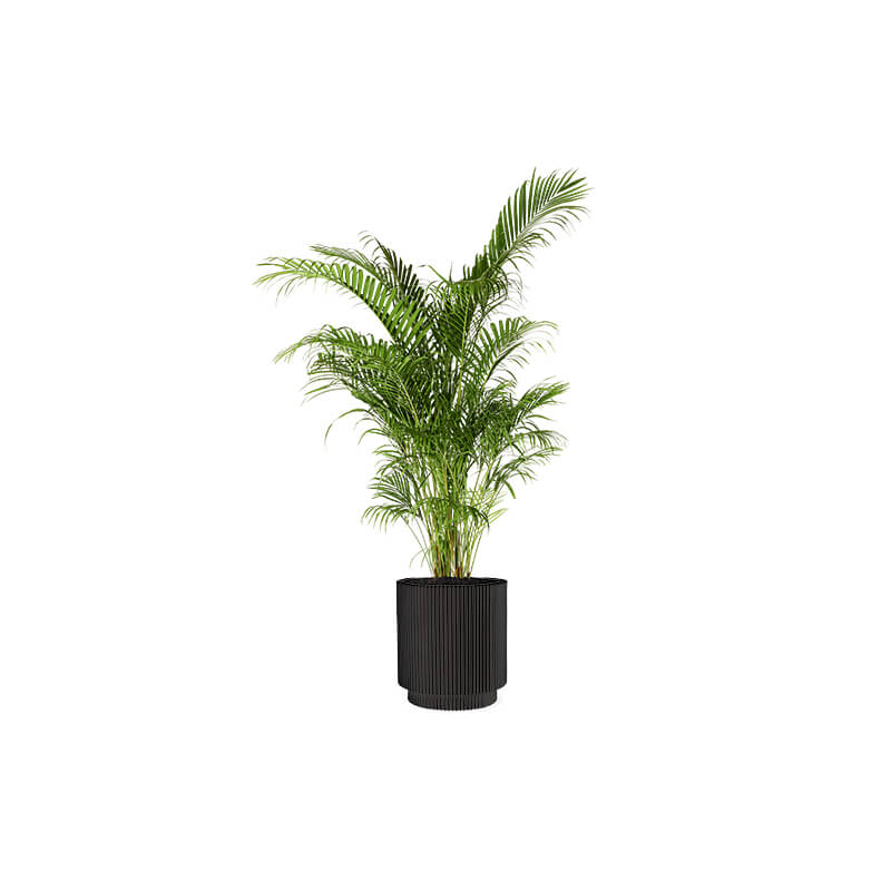 Areca Palm (Demo) - Image 2