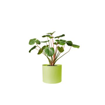 Alocasia Green (Demo)