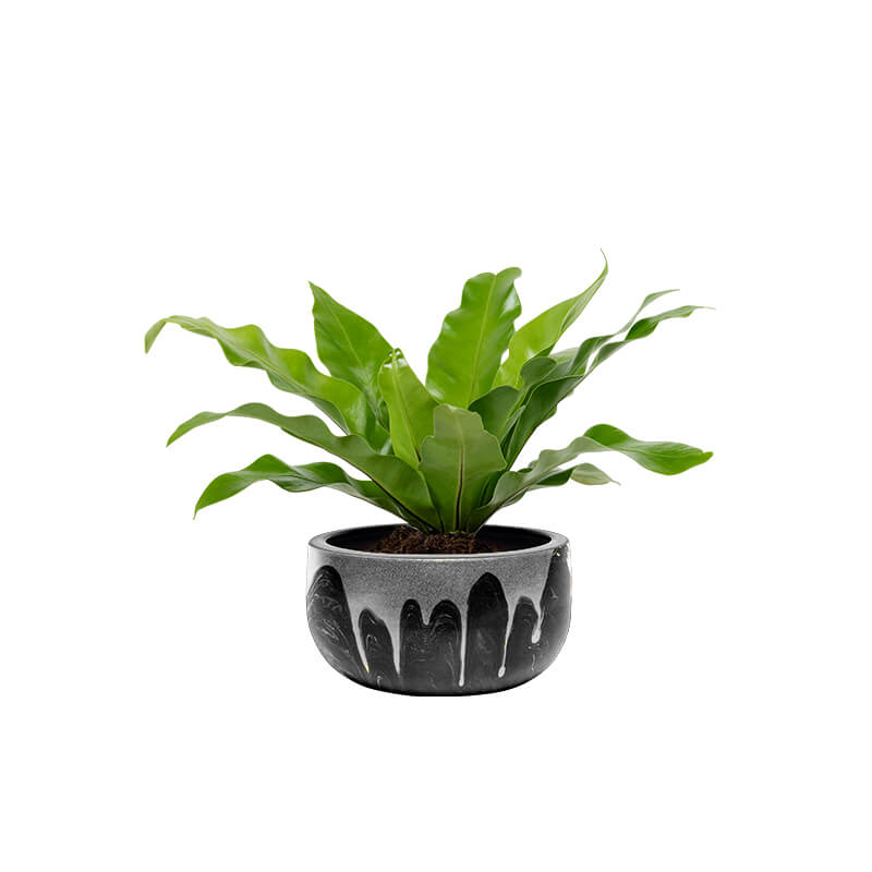 Asplenium Kostenets (Demo) - Image 2