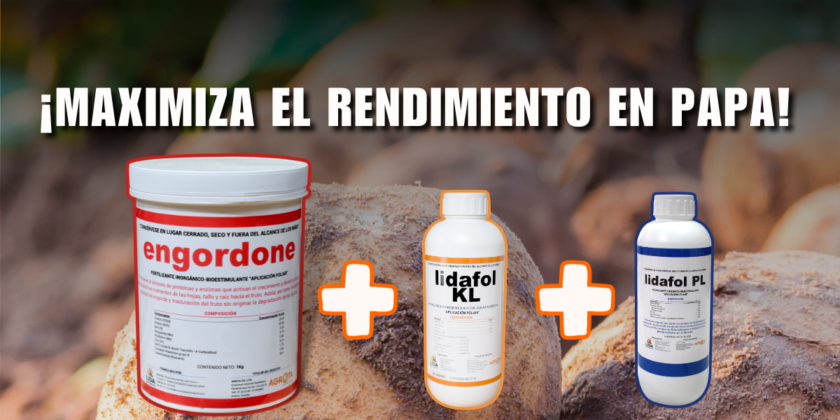 ¡Maximiza el rendimiento de tus cultivos de papa en la etapa productiva con el tridente Engordone + PL + KL!