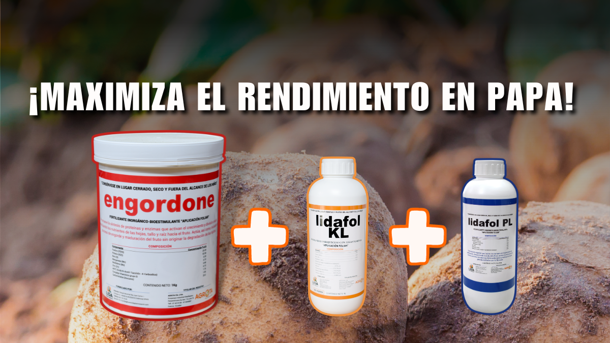 ¡Maximiza el rendimiento de tus cultivos de papa en la etapa productiva con el tridente Engordone + PL + KL!