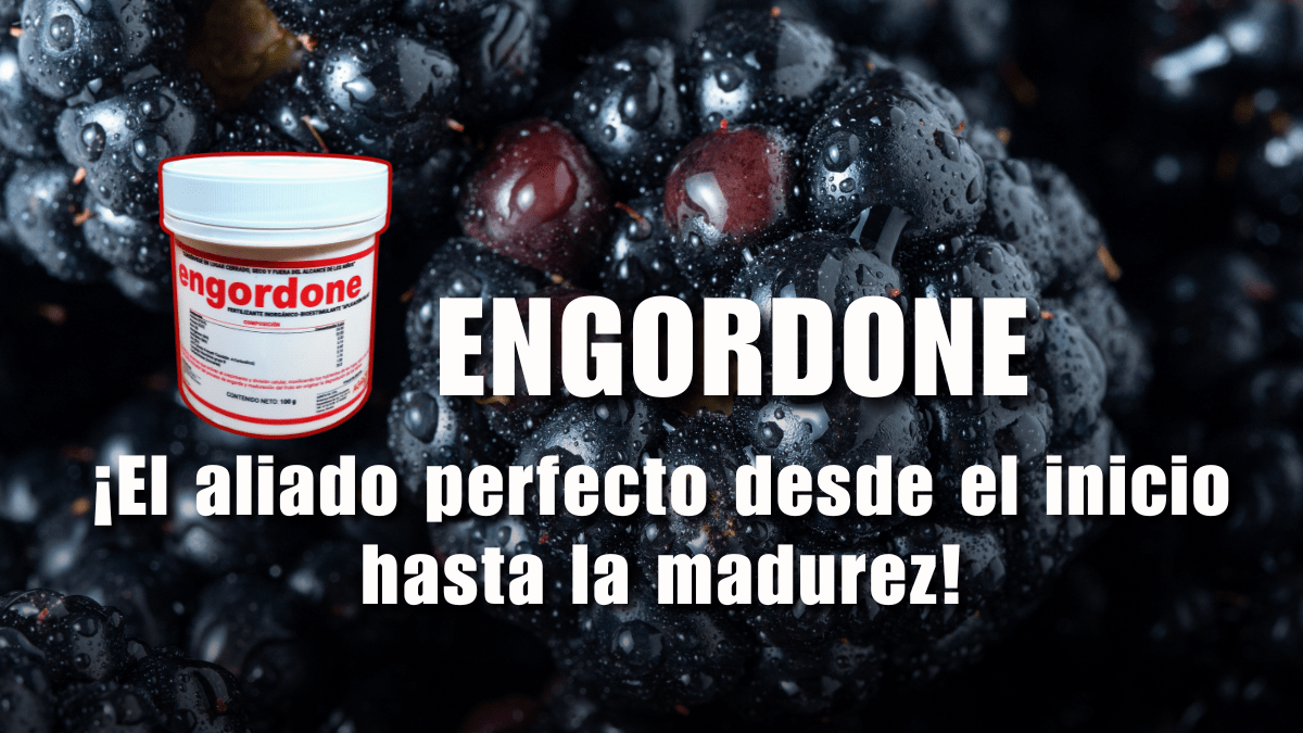 ¿Sabías que puedes aplicar el producto Engordone en la etapa de inicio y maduración del fruto?