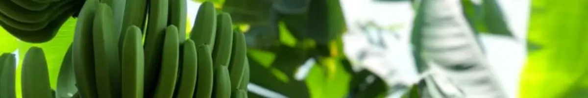 BANANO