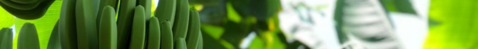 BANANO