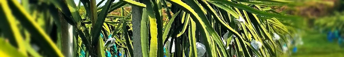 PITAHAYA