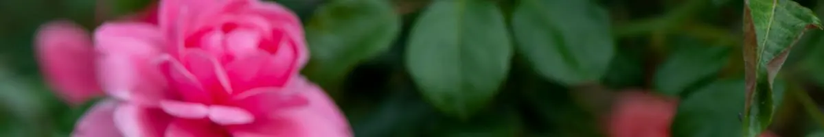 ROSAS