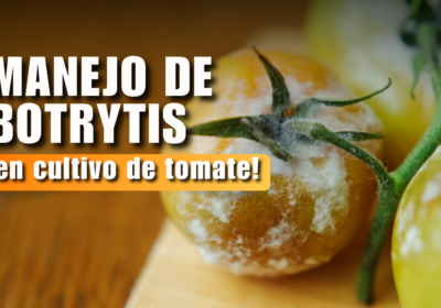 Cómo controlar la Botrytis en cultivo de tomate