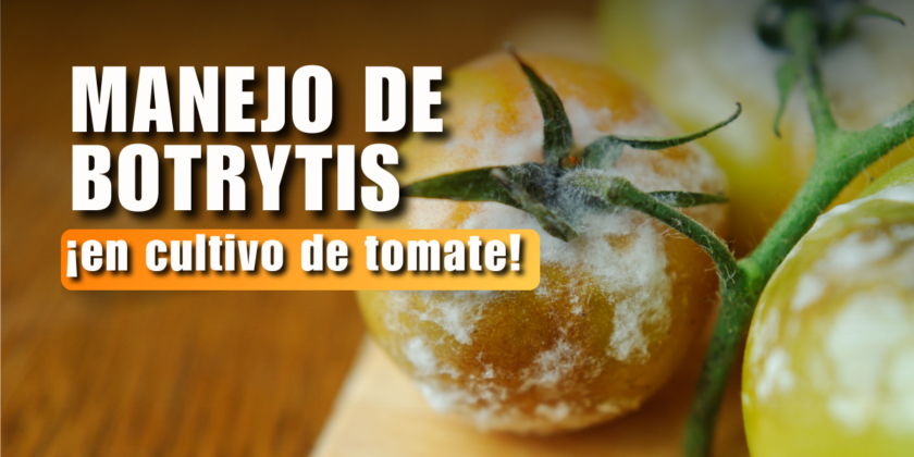 Cómo controlar la Botrytis en cultivo de tomate