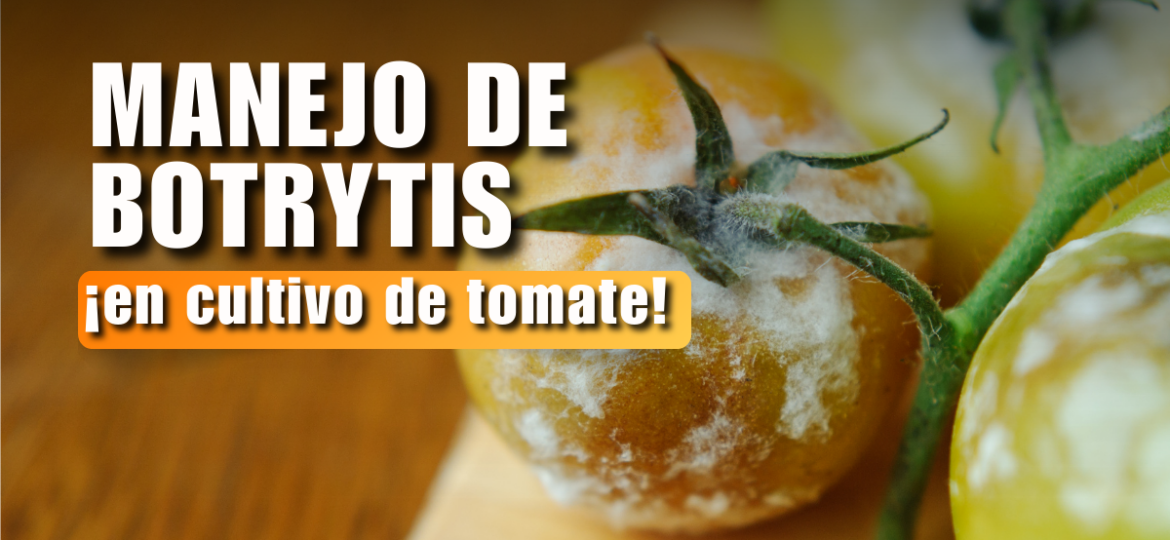 Manejo de Botrytis