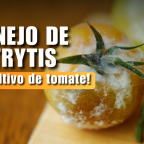 Manejo de Botrytis
