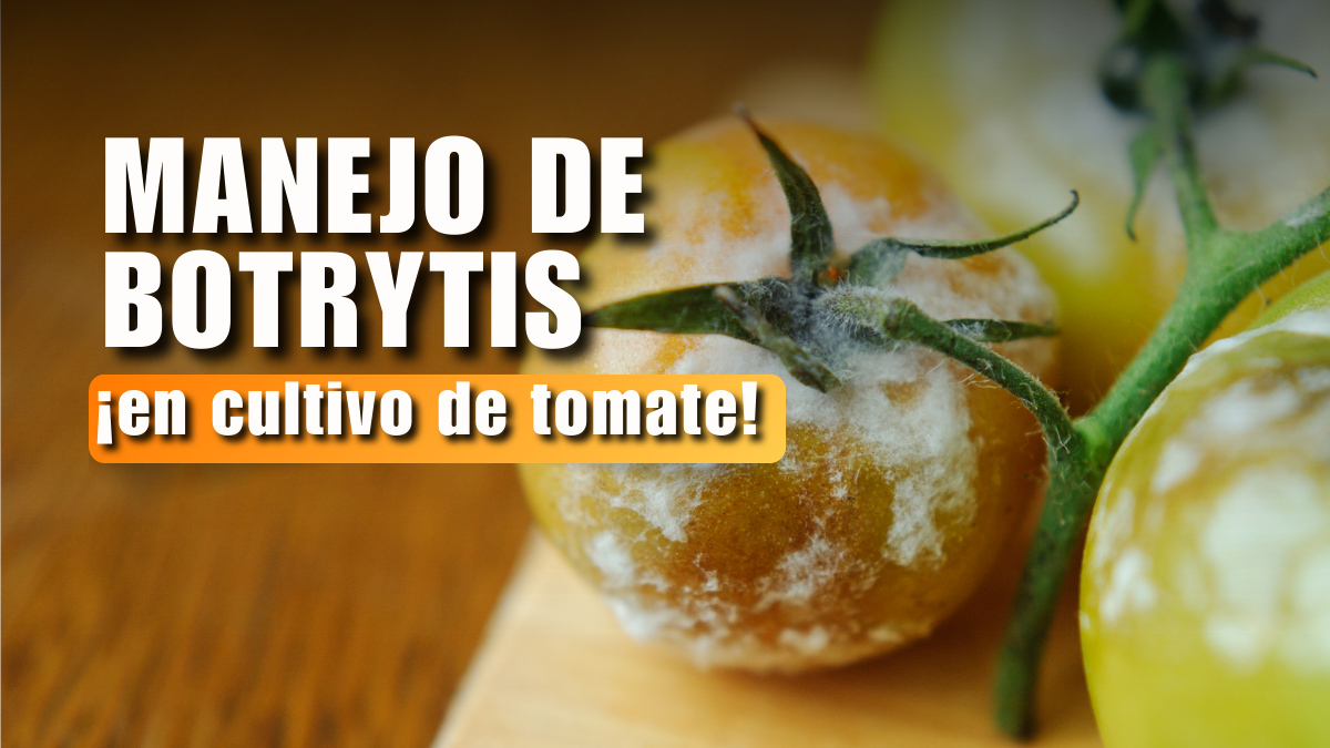 Cómo controlar la Botrytis en cultivo de tomate