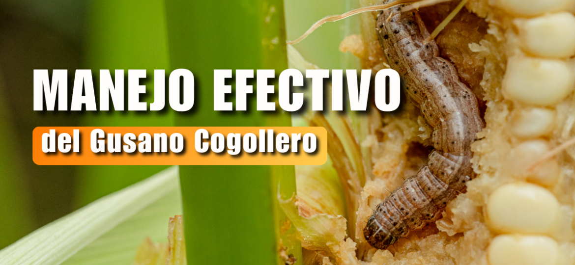 Manejo del Gusano Cogollero