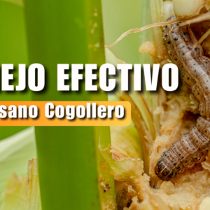 Manejo del Gusano Cogollero