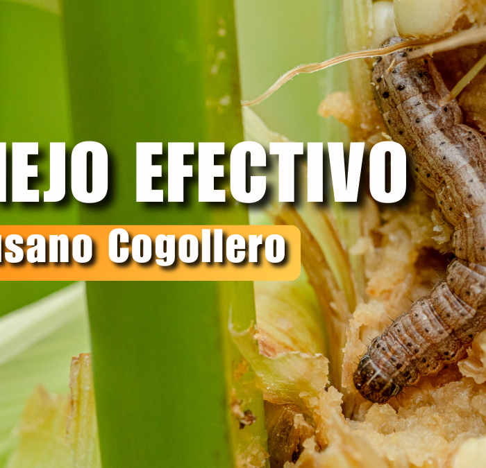 Manejo del Gusano Cogollero