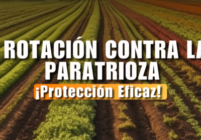 Rotación Contra la Paratrioza: Protección Eficaz para tus Cultivos