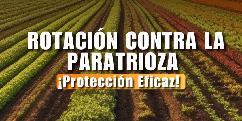 Rotación Contra la Paratrioza: Protección Eficaz para tus Cultivos