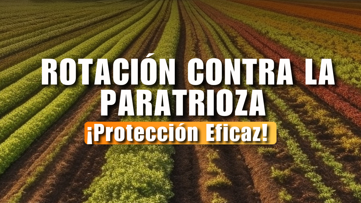 Rotación Contra la Paratrioza: Protección Eficaz para tus Cultivos