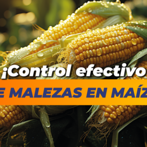 PROPORCIONES DE IMAGENES DE BLOG_Mesa de trabajo 1 copia 5