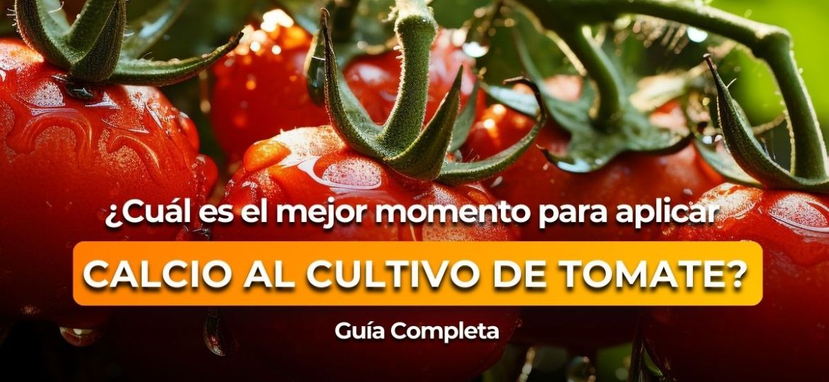 Portada Blog - Neosten tomate