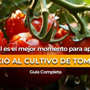 Portada Blog - Neosten tomate