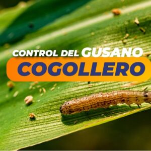 WhatsApp Image 2025-03-11 at 16.43.09 (1)