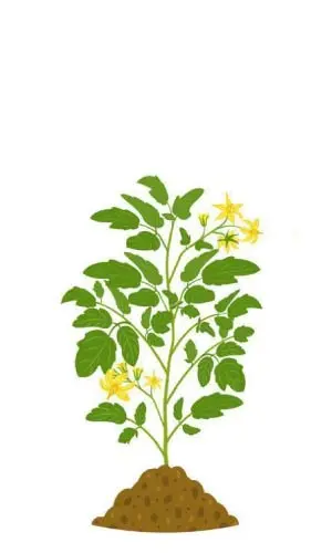 Floración