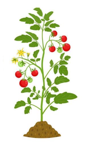 Formación del fruto