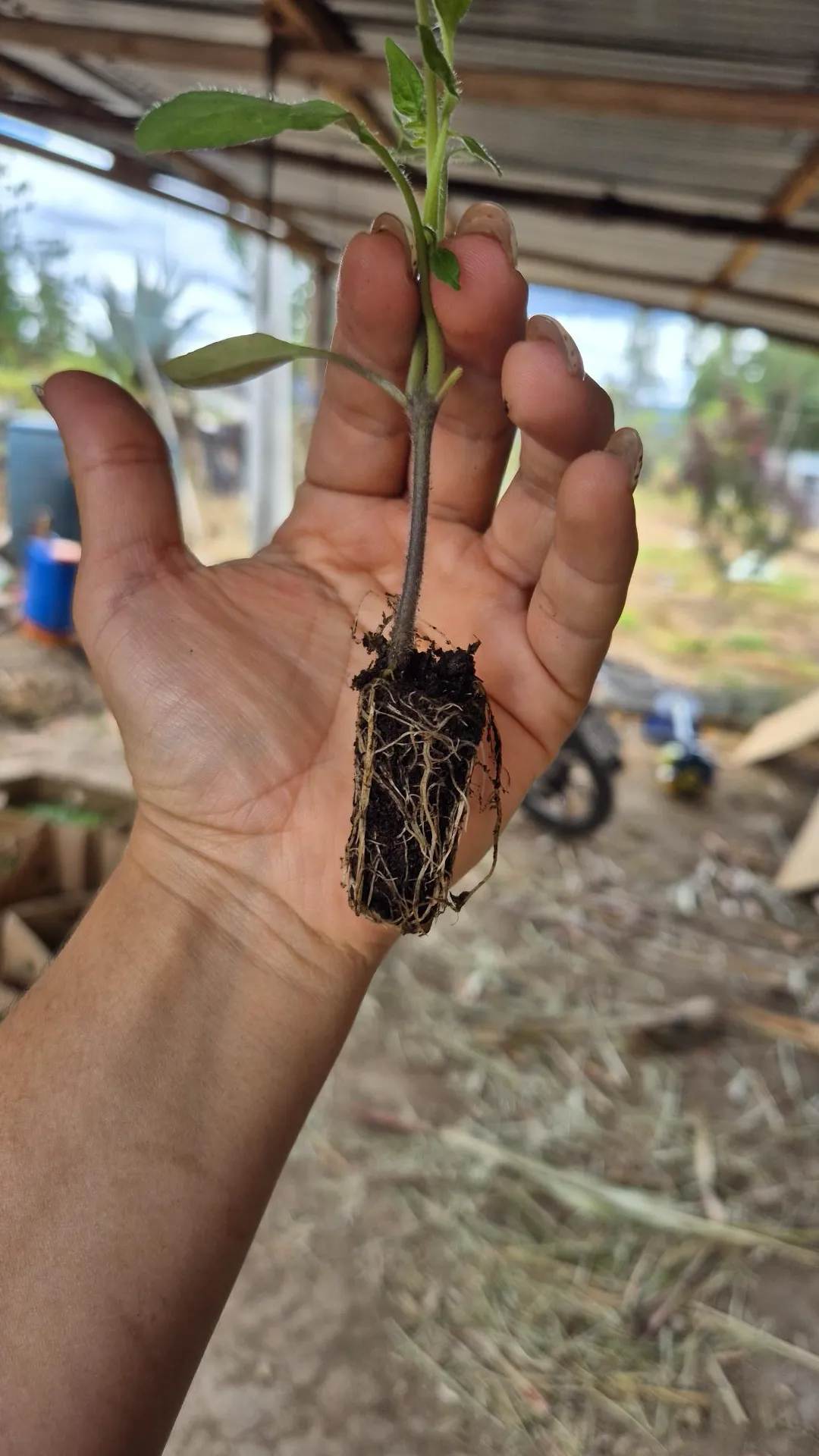 Plántula de tomate recién trasplantada mostrando su cepellón y sistema radicular