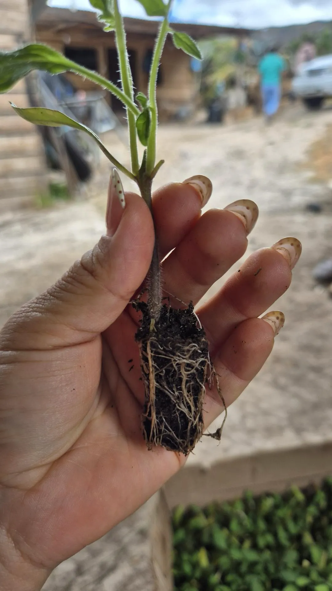 Primer plano de una plántula de tomate sostenida en la mano, mostrando el desarrollo de su raíz