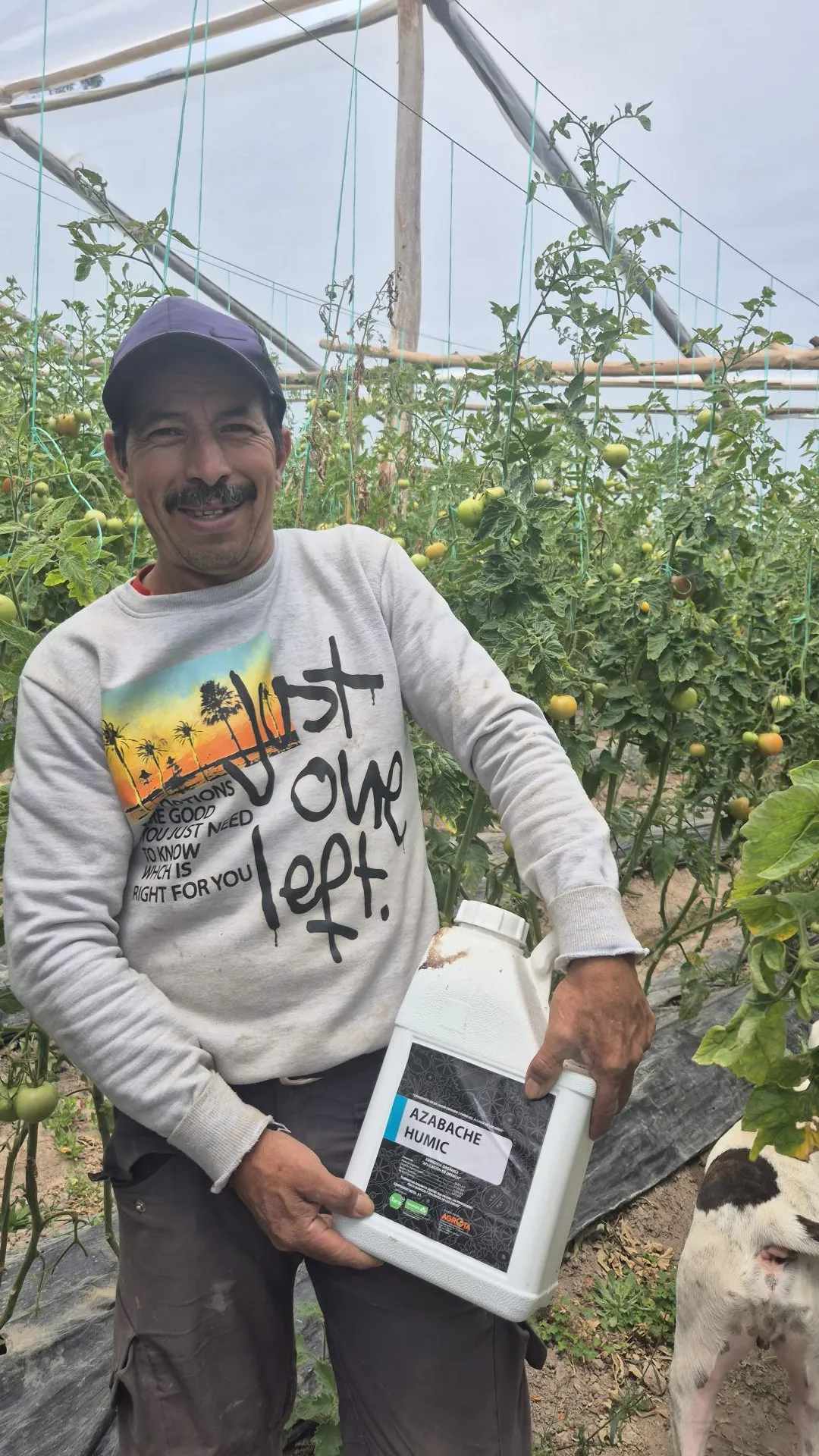 Trabajador aplicando el programa de corrección de suelo con Azabache Humic en un cultivo de tomate bajo invernadero