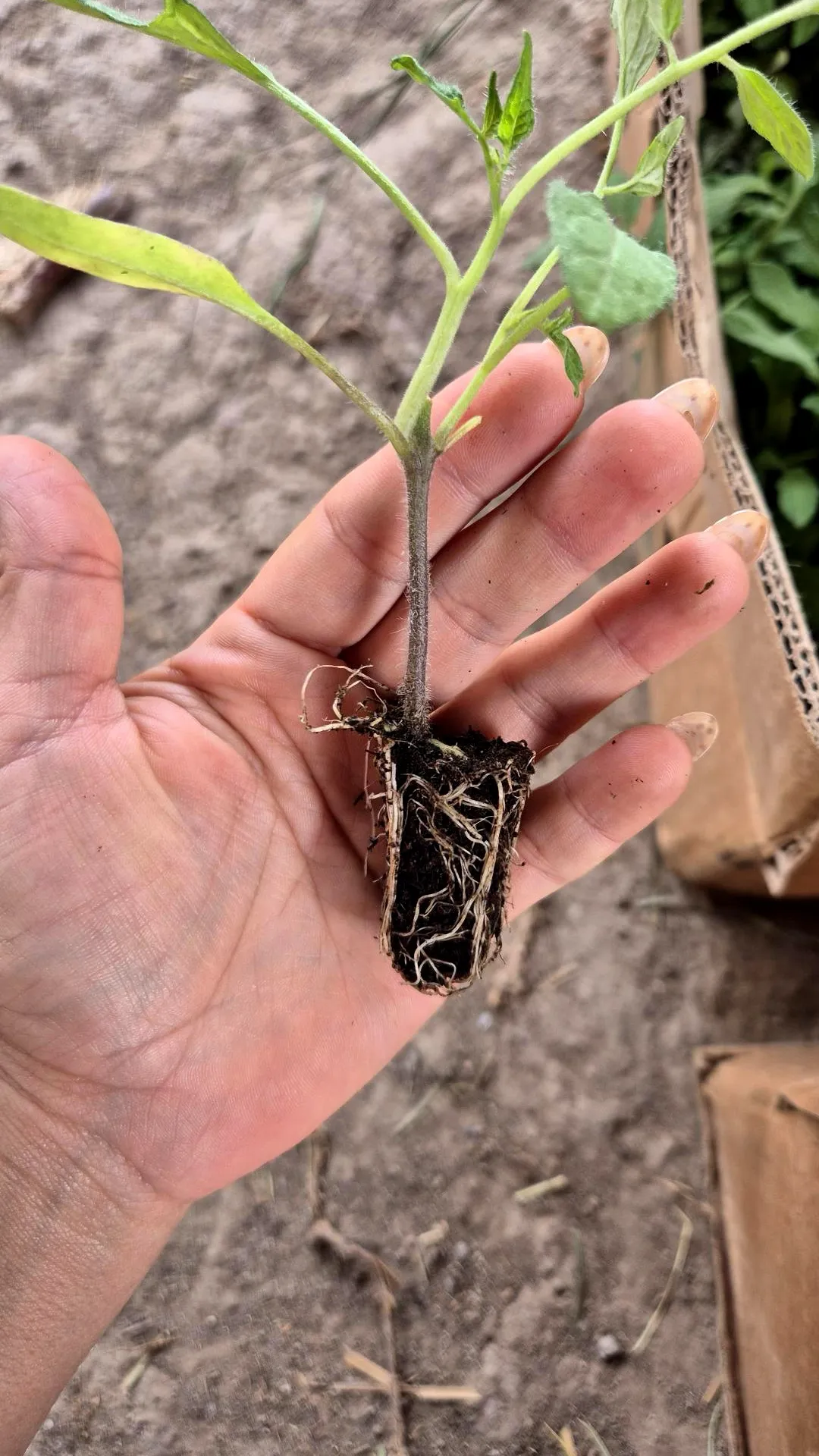Plántula de tomate con sistema radicular expuesto, mostrando raíces secundarias y pelos absorbentes