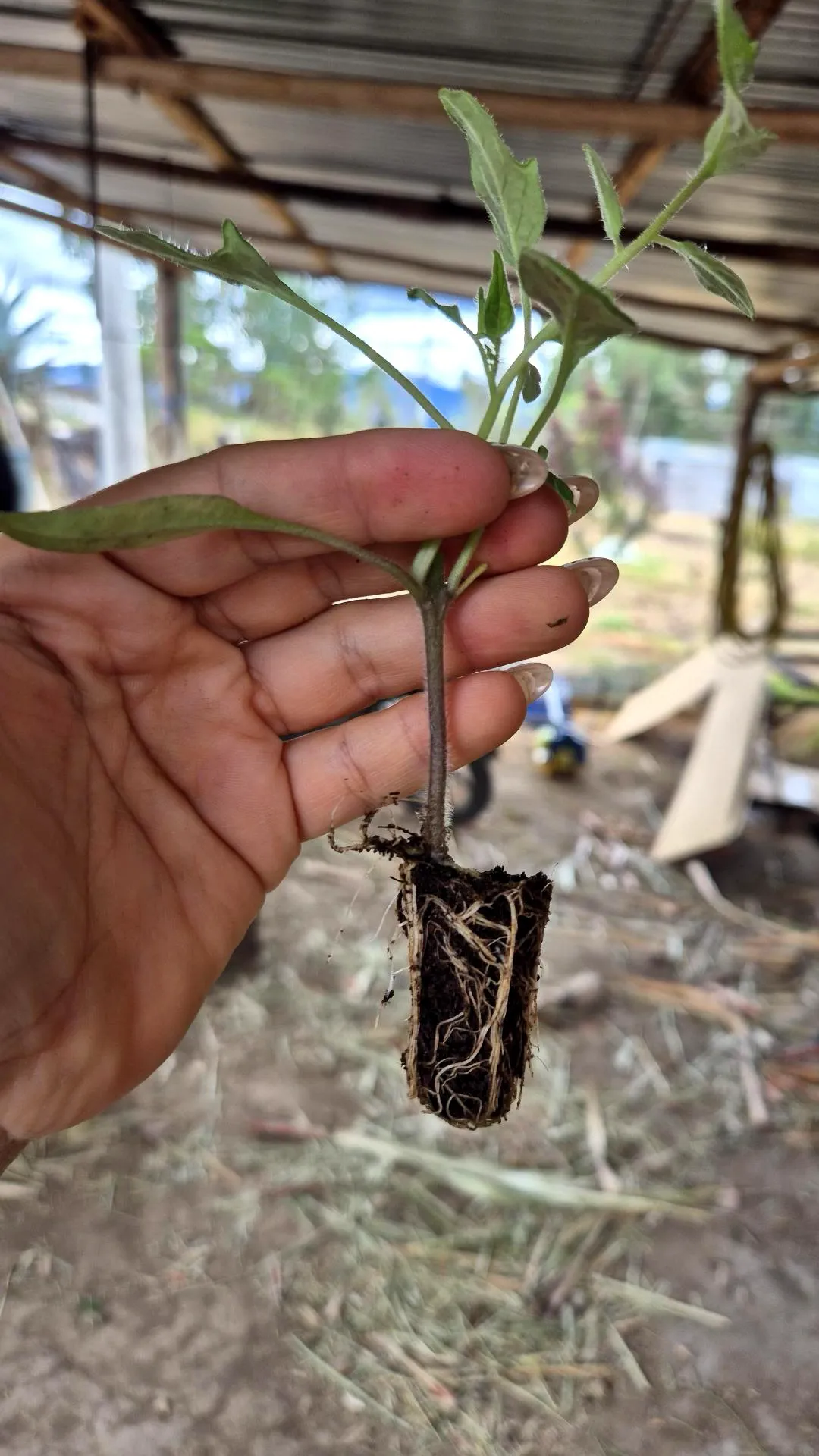 Plántula de tomate sostenida en la mano mostrando el desarrollo radicular tras el tratamiento